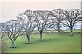 Curland : Grassy Field & Trees in TA3 5SA
