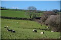 Woodland : Grassy Field & Sheep in TQ13 7ND