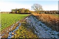Small wood and a frosty field in Graveley