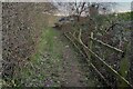 Footpath by Hangbois Wood in SG1 4GD