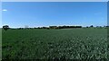 Cereal Crop at West Farm in IP31 3BY