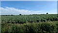 Broad Bean Crop near Crownland in IP31 3DF