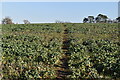 Footpath across field in BN8 5TE