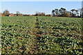 Footpath through crops in BN8 5TE