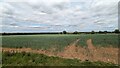 Cereal Crop near Needham Street in Kentford & Moulton Ward
