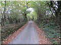 Tree enclosed minor road near Aber-Mangoed in Cynwyl Gaeo Community