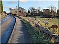 Alpacas and sheep along Forest Road in Markfield in LE67 9UN