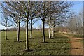 Trees and path on recreation ground at East Anton in SP11 6JP