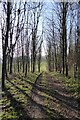 Footpath through a small wood in GL6 6NN