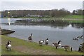 Geese on Fairlands Valley Park Main Lake in SG2 0QQ