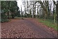 Path through Mobbsbury Wood in SG2 0EQ