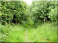Path, Chigborough Lakes nature reserve in CM9 7RE