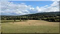 Field with cattle near Clouds in Backbury Ward