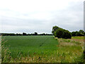 Farmland east of Chigborough Road in CM9 8JA
