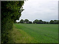 Field east of Chigborough Road in CM9 8JA