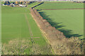 Avenue and farmland, Compton Chamberlayne in SP3 5DH