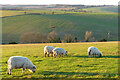 Pasture, Broad Chalke in SP5 5BN