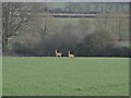 Deer in the field in SN11 9HP