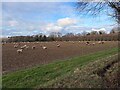 Grazing sheep by Four Lanes End in RG25 2RW