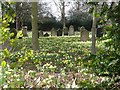 Spring flowers, St James' Churchyard, Mere Green in B75 6TL