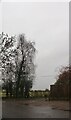 Trees by Menmarsh Road, Worminghall in HP18 9PH