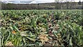 Rotting cauliflowers near Clowance in TR14 0PT