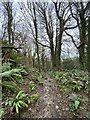 Woodland path in SA3 3EY