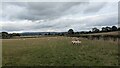 Sheep in a field near Lugg Green in HR6 9PU
