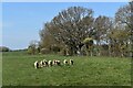Flock of lambs near Hill Farm, Theberton in Theberton