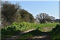 Farmland near Hill Farm, Theberton in Theberton