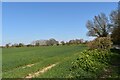 Farmland adjacent to Spring Covert, Theberton in Theberton