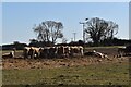 Cattle feeding on Baker's Hill, Eastbridge in IP16 4RP