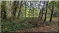 Woodland at Steel Heath in SY13 3LB