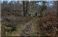Footpath squeezes through a Stile to enter Township Plantation in Crosthwaite and Lyth