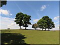 Trees on the ridge, north of Hawksley Farm, Heaton in SK11 0SJ