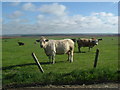 Cattle near Myrelandhorn in KW1 4TR
