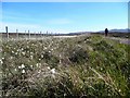 Bog cotton by the Sandwood track in IV27 4RT