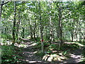 Path in Coed Cil-geraint woodlands in Llandygai Community