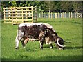 Longhorn cow at Largham in PH13 9ER