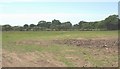 View across fields in the direction of Coed Bodwyr woodland in LL55 2TF