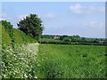 Footpath along margin of hay meadow in YO62 5JF