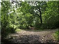 Path crossing, Yarner Wood in TQ13 9LL