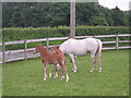 Foals at Bridge Farm in TF10 8LT