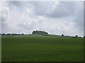 Wheat field with view of Down Plantation in SG8 8SU