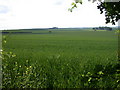 Wheat field below Anthony Hill in SG8 8PU