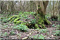 Tree Roots, Ower Wood in SO21 2NG
