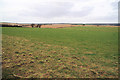 Sheep fields, Sparsholt College in SO21 2NG