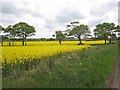 Field of oilseed rape near Fetterangus in AB42 4HL