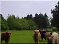 Highland Cows at Blinkbonny in EH41 4HF