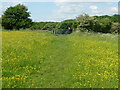 Field with buttercups, Norwood Green in BD12 8AG